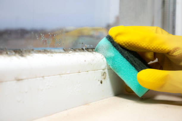 Why You Should Choose Our Mold Remediation Services in Frewsburg, NY